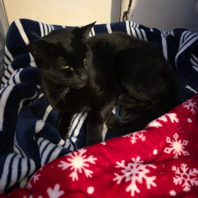 Missy From The Block thumbnail 2