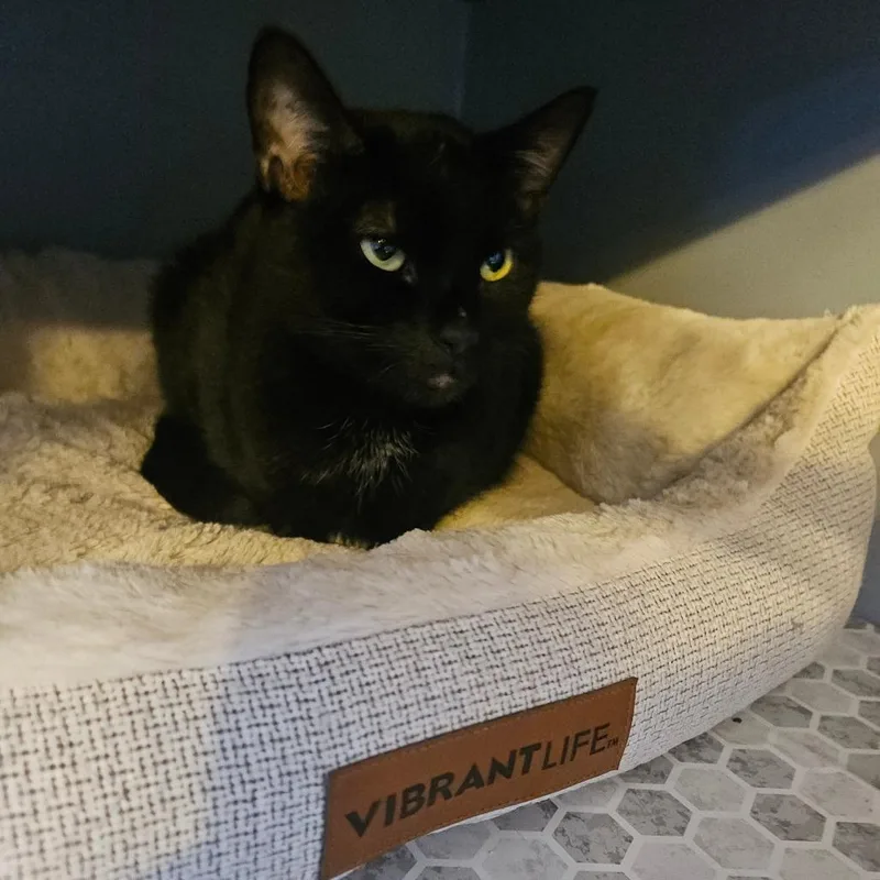 Missy From The Block thumbnail 3