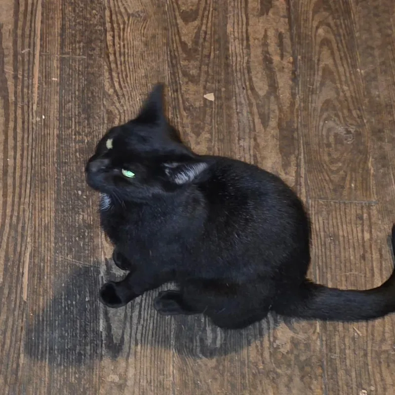 Missy From The Block thumbnail 4