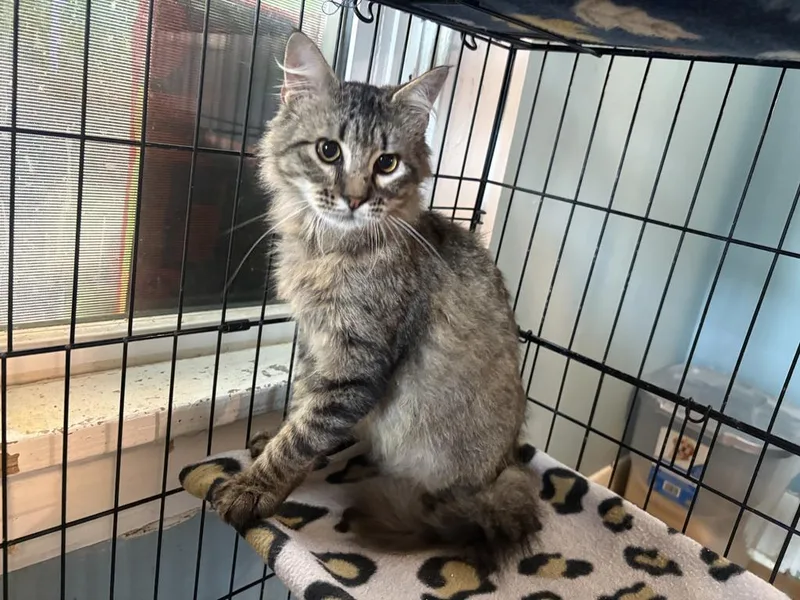 A baby medium-sized male Domestic Medium Hair cat named Pylo for adoption in El Dorado, AR