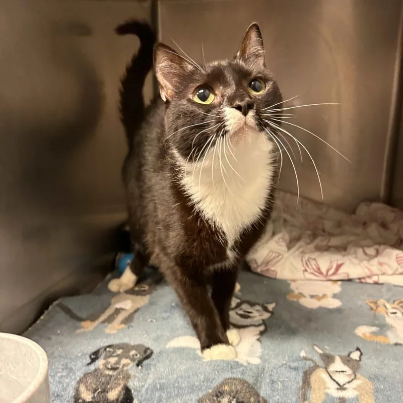 An adult medium-sized female Black Domestic Short Hair cat named Dory for adoption in Beaumont, TX