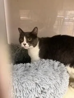 An adult medium-sized male Domestic Short Hair cat named Rambo for adoption in Farmers Branch, TX