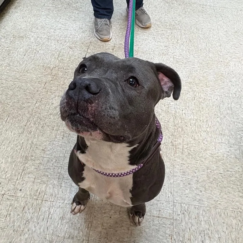 An adult large-sized female Gray / Blue / Silver Mixed Breed dog named Happy Meal for adoption in Columbus, GA