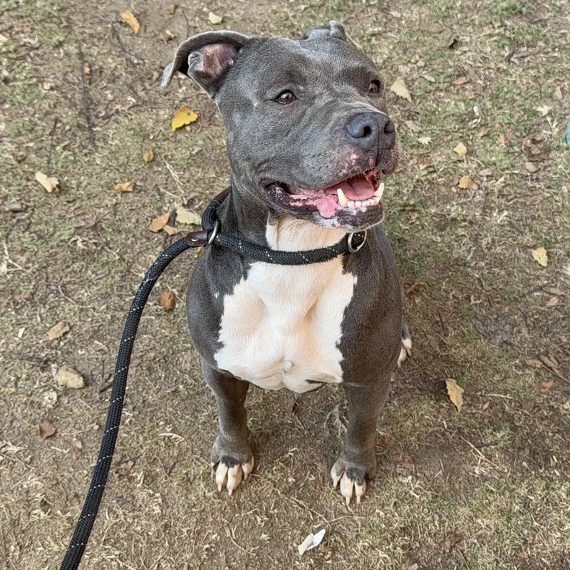 Happy Meal thumbnail 2