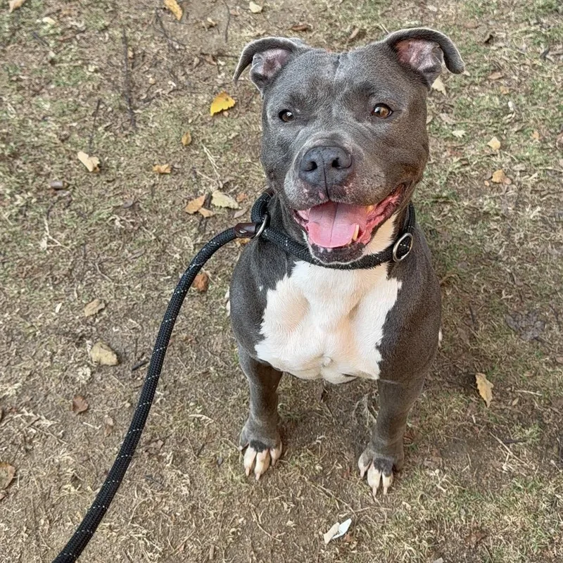 Happy Meal thumbnail 4