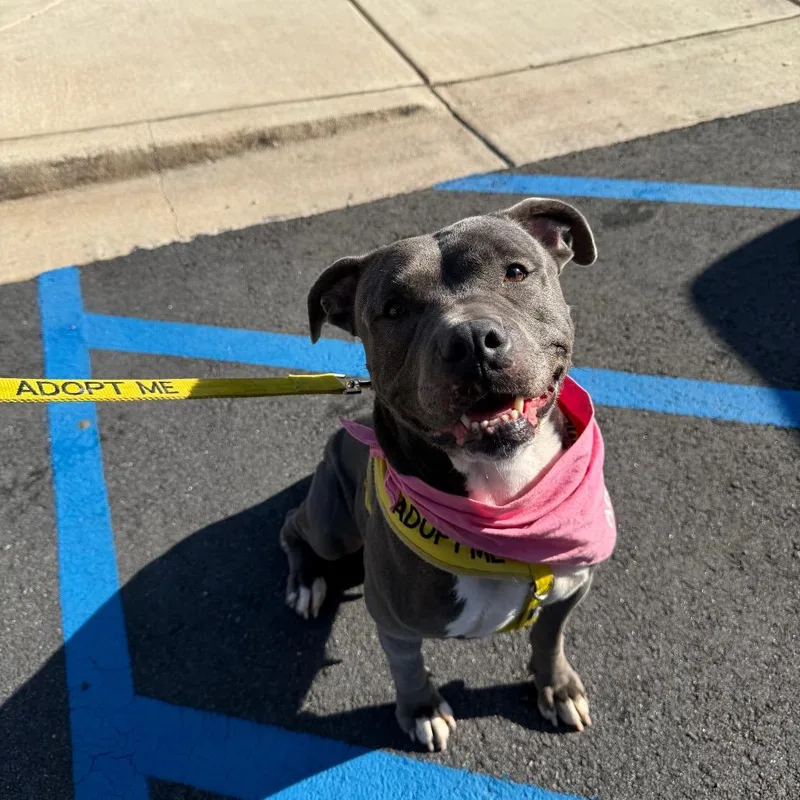 Happy Meal thumbnail 6