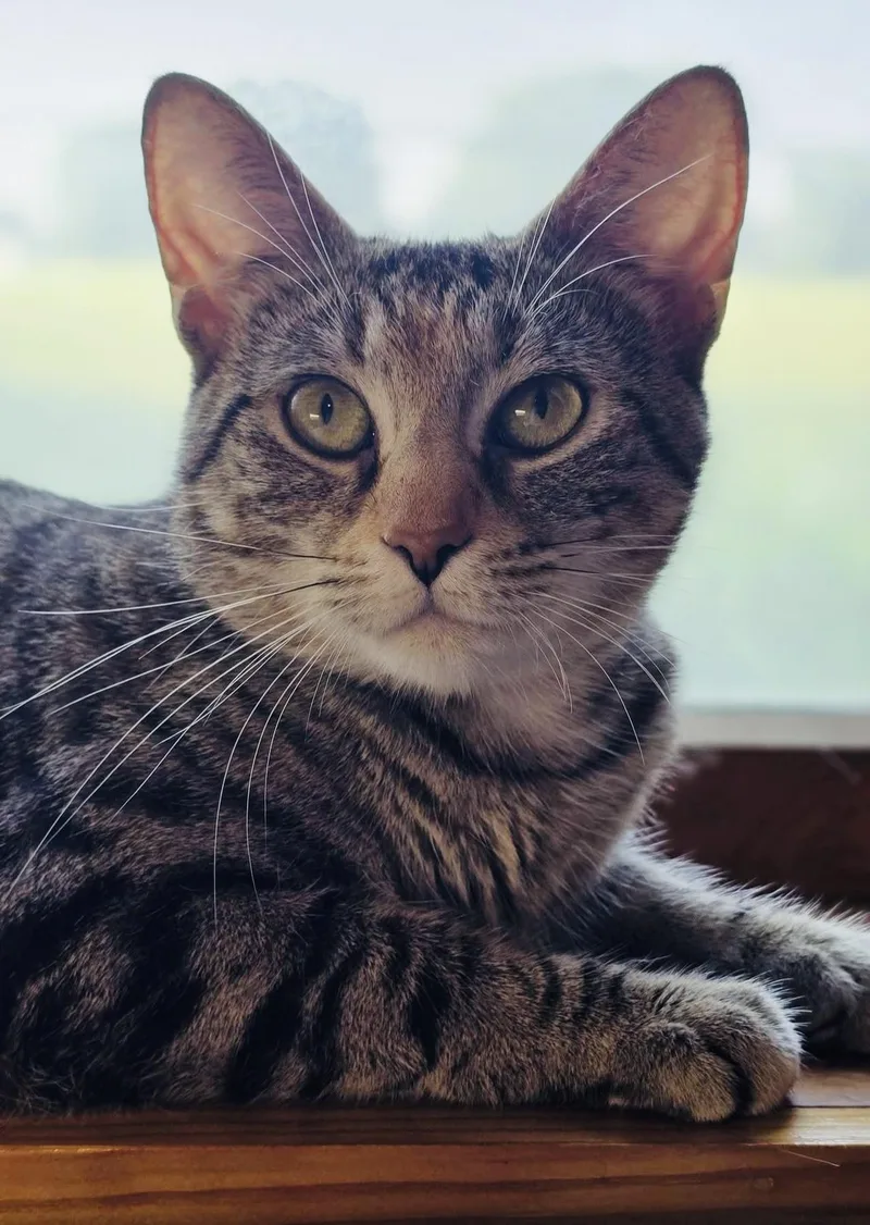 A young medium-sized female Tabby (Tiger Striped) Domestic Short Hair cat named Croissant for adoption in Andover, CT
