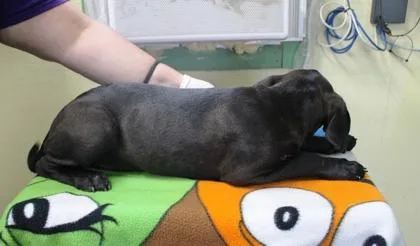 A baby medium-sized female Labrador Retriever dog named Sasha for adoption in Picayune, MS