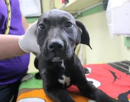 Sasha thumbnail 2