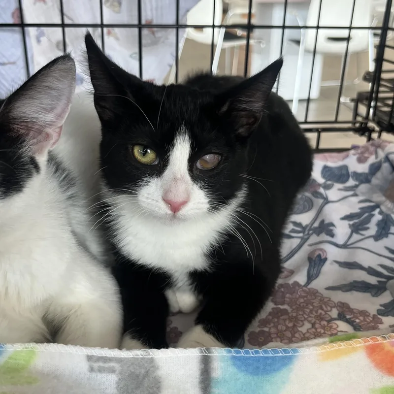 Dragonfly thumbnail 2