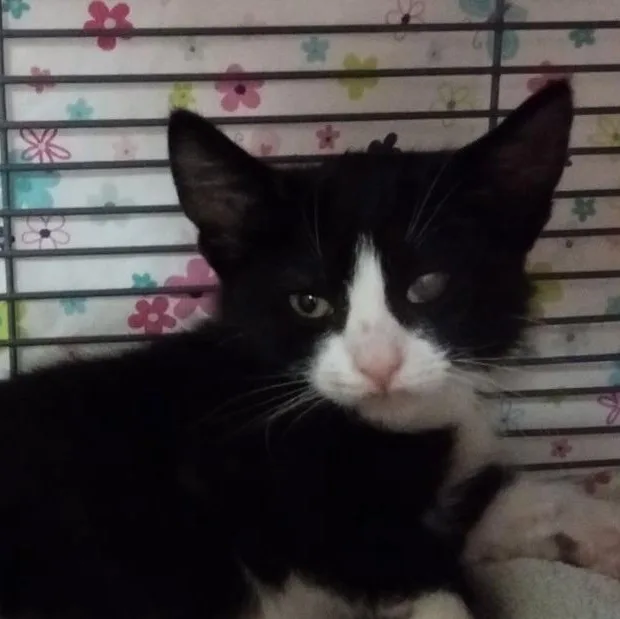 Dragonfly thumbnail 3