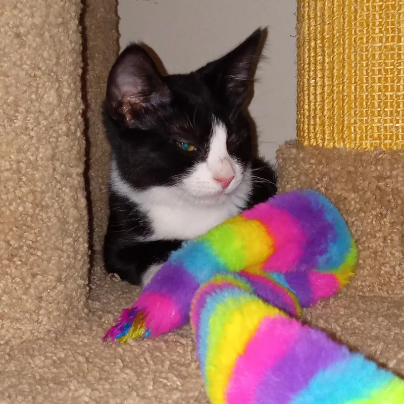 Dragonfly thumbnail 4