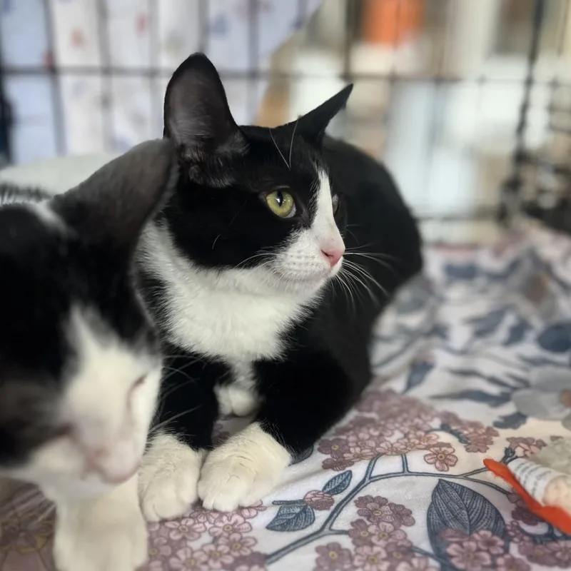 Dragonfly thumbnail 5