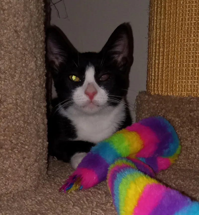 Dragonfly thumbnail 6