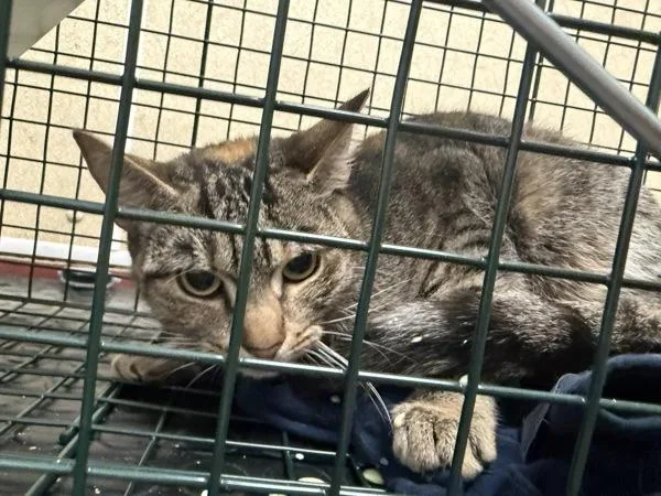 A young small-sized female Domestic Short Hair cat named Wallflower for adoption in Salisbury, MD