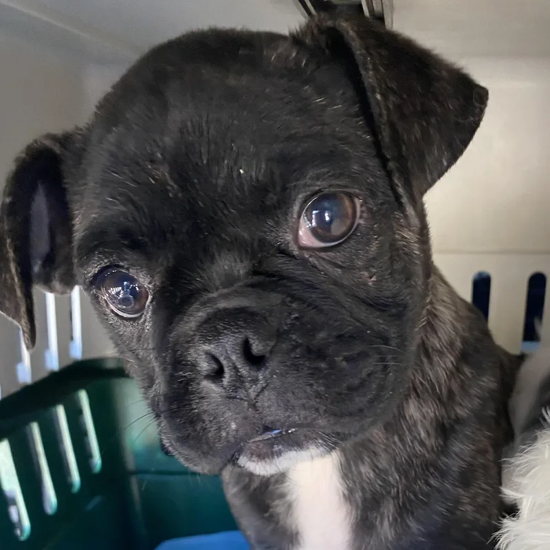 A baby small-sized male Boston Terrier dog named Bosco for adoption in Overland Park, KS