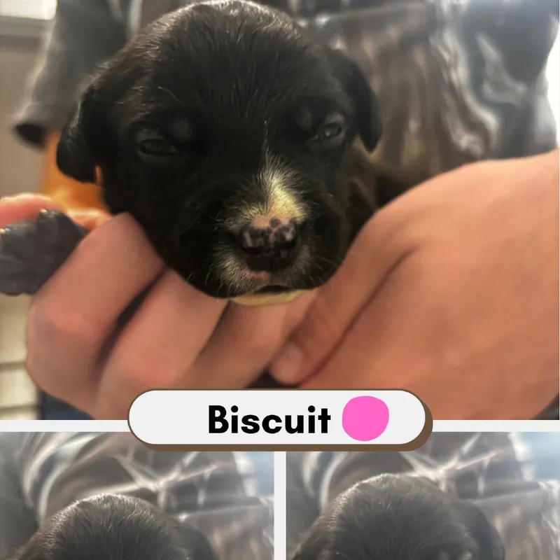 Biscuit