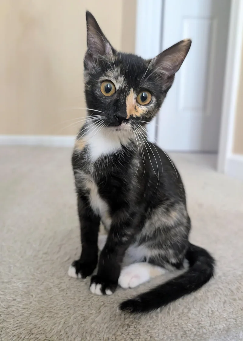 A young medium-sized female Tortoiseshell Domestic Short Hair cat named Jules for adoption in Sanford, NC