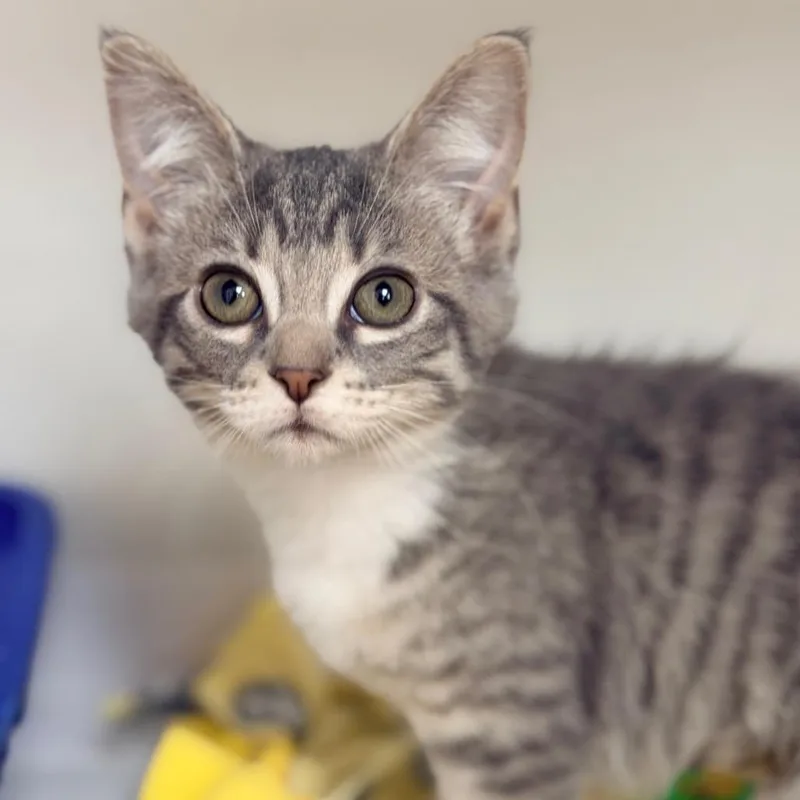 A baby small-sized female Gray / Blue / Silver Domestic Short Hair cat named Dot for adoption in Champaign, IL