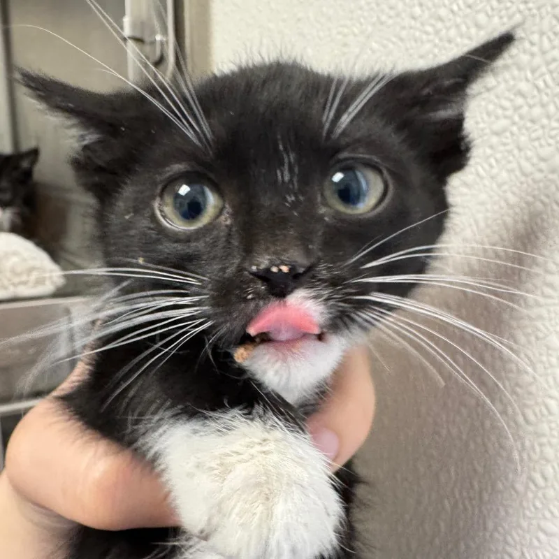 A baby small-sized male Black Domestic Short Hair cat named Blink for adoption in Pekin, IL