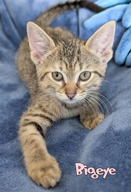 A baby small-sized female Domestic Short Hair cat named Bigeye for adoption in Mason, MI