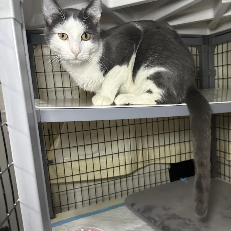 An adult medium-sized male White Domestic Short Hair cat named Dre for adoption in Middle Village, NY