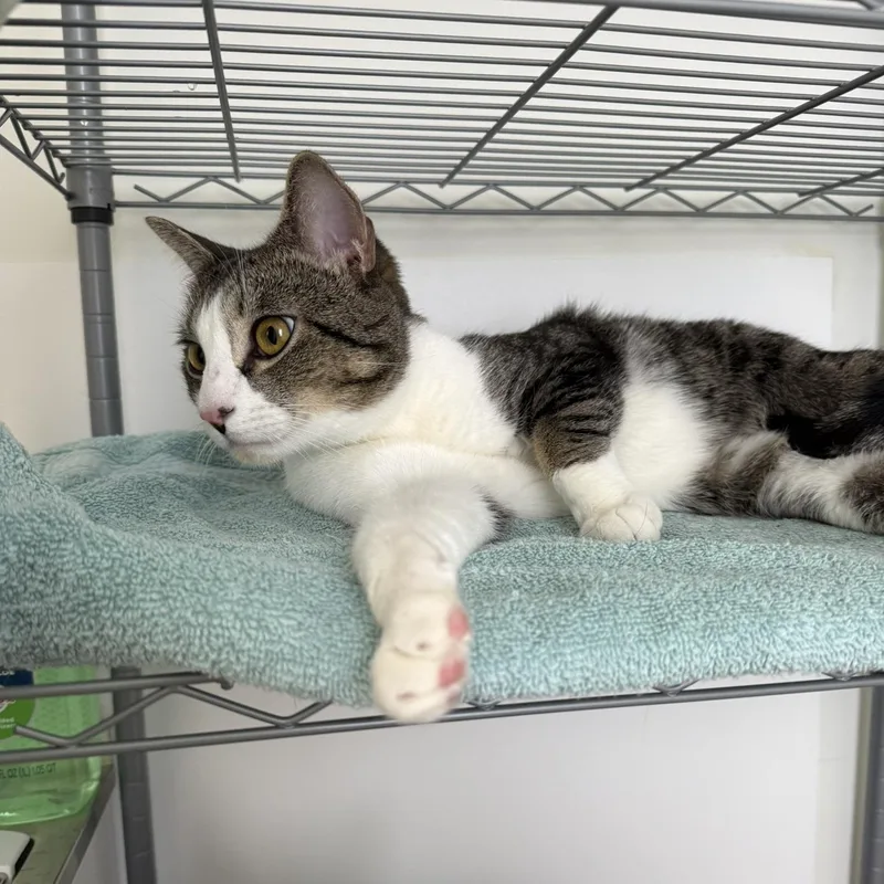 A young medium-sized male White Domestic Short Hair cat named Dale for adoption in Branford, CT