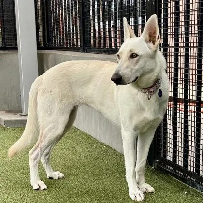 An adult large-sized female German Shepherd Dog dog named Lavender for adoption in Merriam, KS