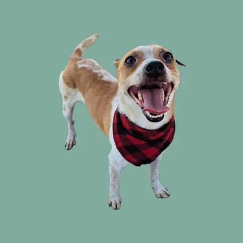 An adult small-sized male Bicolor Chihuahua dog named Poe Urgent And for adoption in Thousand Oaks, CA