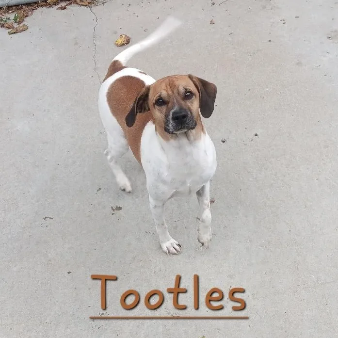A young medium-sized male Terrier dog named Tootles for adoption in Seymour, IN