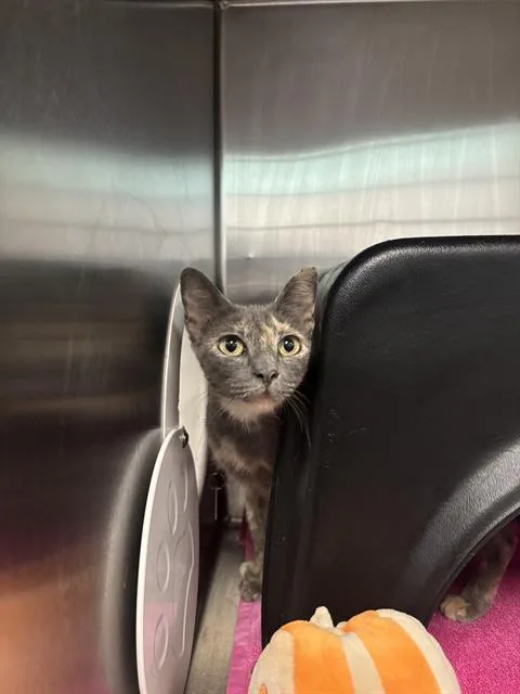 A young large-sized female Domestic Short Hair cat named Ocean for adoption in Dallas, TX