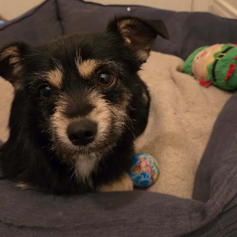An adult small-sized female Black Terrier dog named Luna for adoption in Ferndale, WA