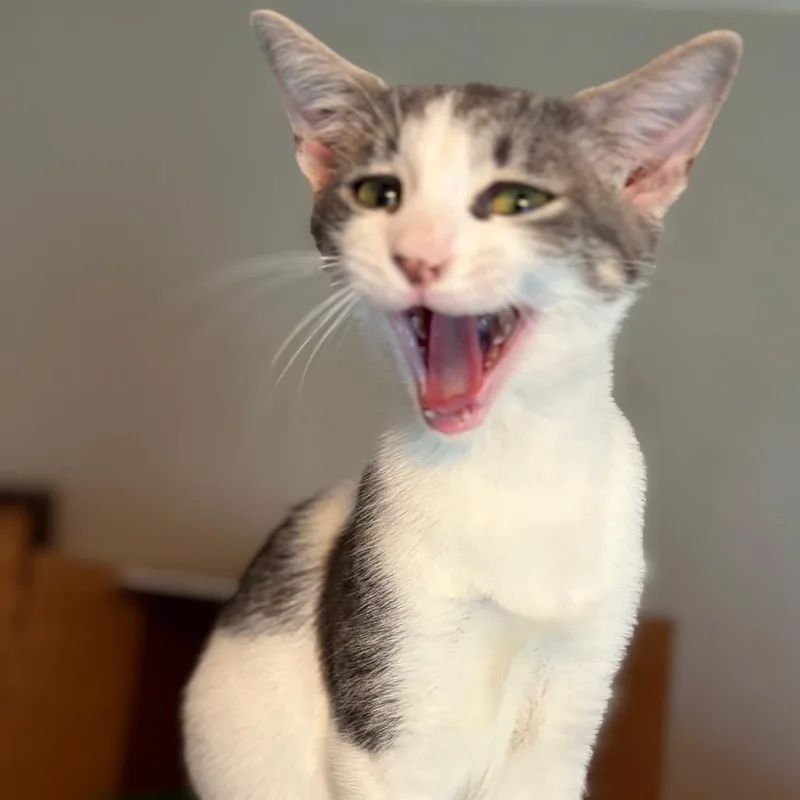 A baby medium-sized female White Domestic Short Hair cat named Annie for adoption in Gainesville, FL