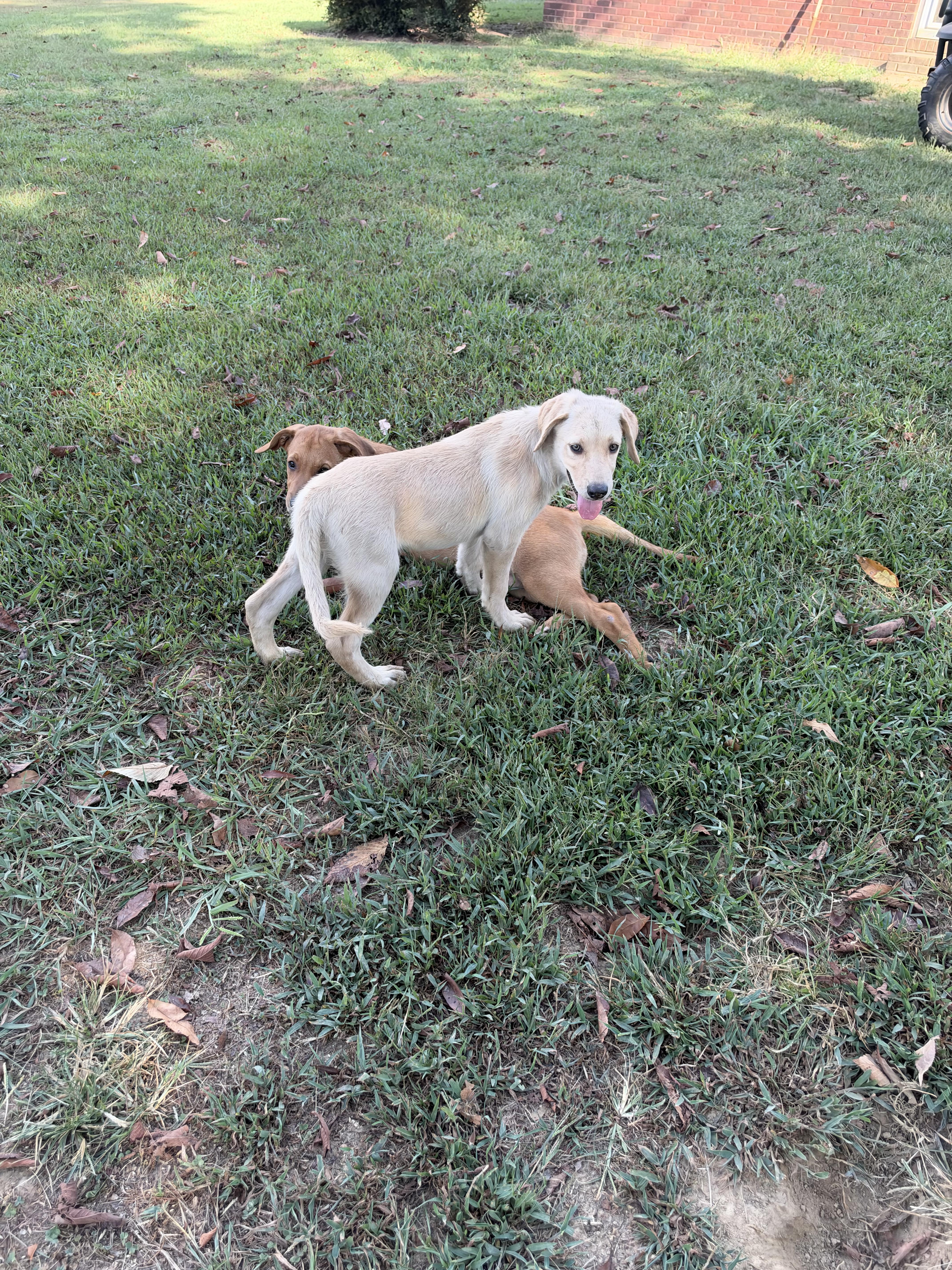 A baby medium-sized female Labrador Retriever dog named Suzy for adoption in Pembroke, MA