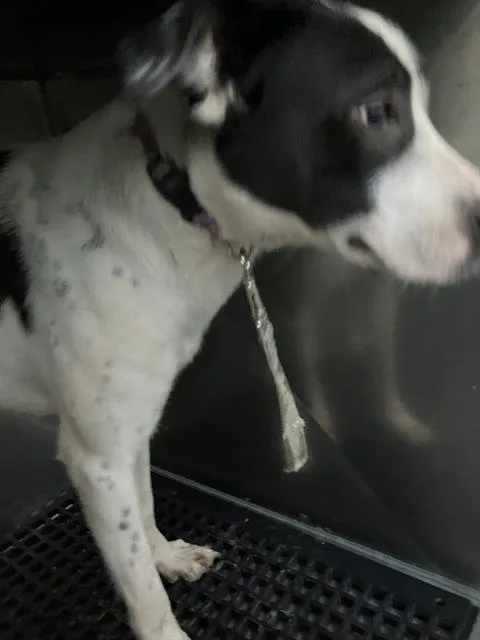 A young medium-sized female Mixed Breed dog named Lilly for adoption in Dallas, TX