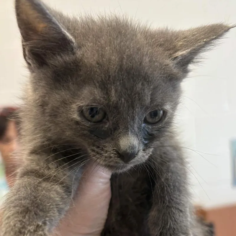 A baby small-sized female Gray / Blue / Silver Domestic Short Hair cat named Firecracker Tina for adoption in Gloucester, VA