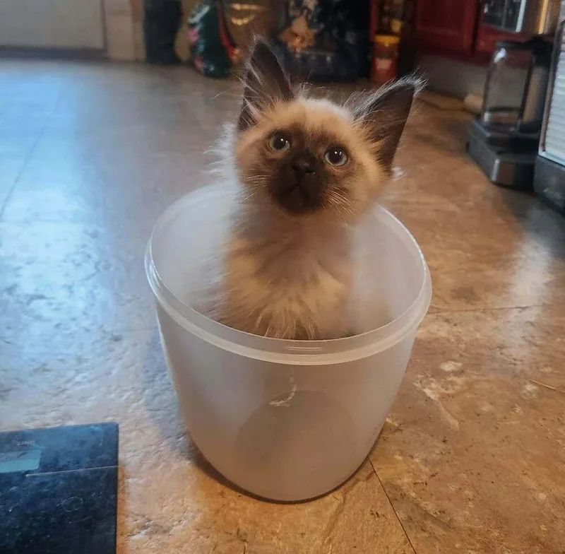 A baby medium-sized male Buff / Tan / Fawn Himalayan cat named Tusk for adoption in Candler, NC