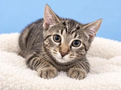 A baby small-sized male Domestic Short Hair cat named Aster for adoption in Morton Grove, IL