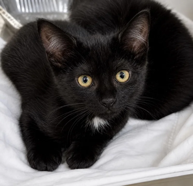 A baby medium-sized female Domestic Short Hair cat named Nove Mesto for adoption in Fort Lupton, CO