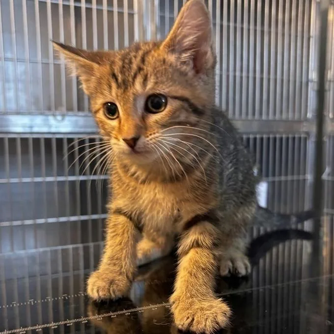 A baby small-sized male Brown / Chocolate Domestic Short Hair cat named Barry for adoption in Belleville, IL