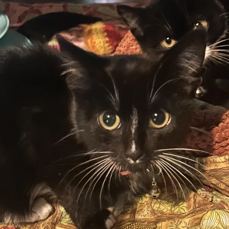An adult small-sized female Black Domestic Short Hair cat named Penelope for adoption in Veneta, OR