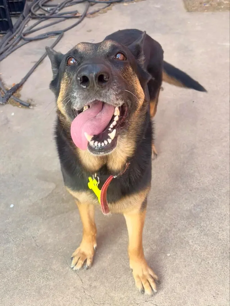 An adult large-sized female German Shepherd Dog dog named Cindy for adoption in Mcallen, TX