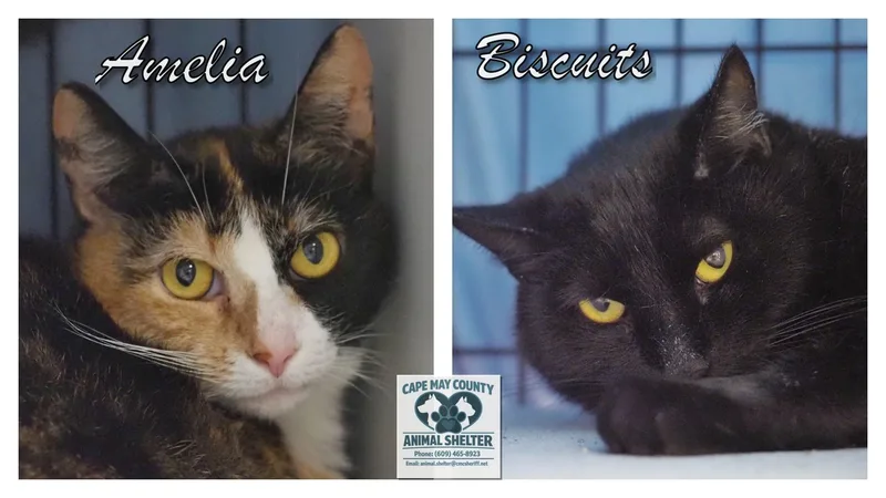 Amelia & Biscuits thumbnail 2