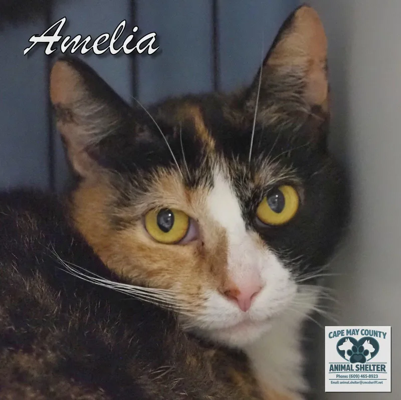 Amelia & Biscuits thumbnail 3