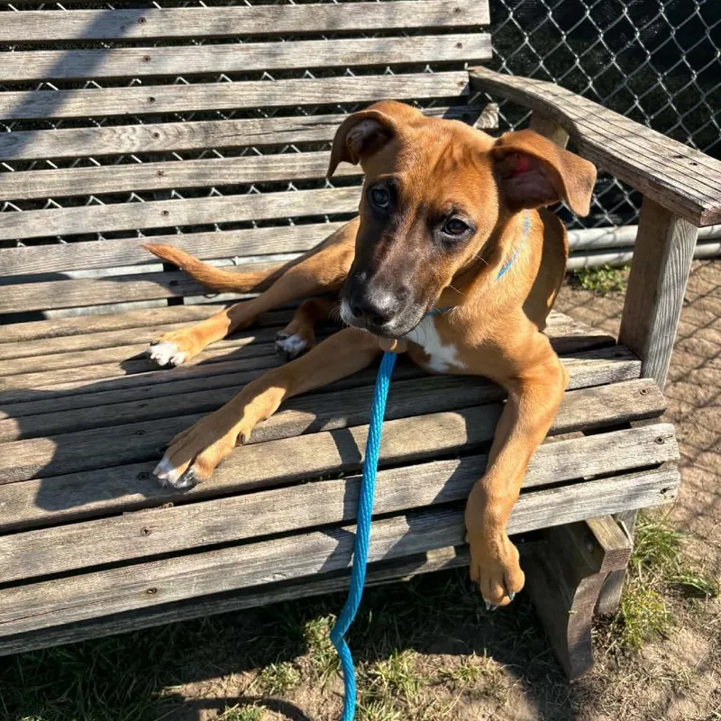 A baby medium-sized male Black Mouth Cur dog named Nelson for adoption in Canton, IL
