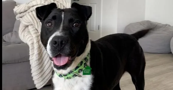 Rosemary thumbnail 2