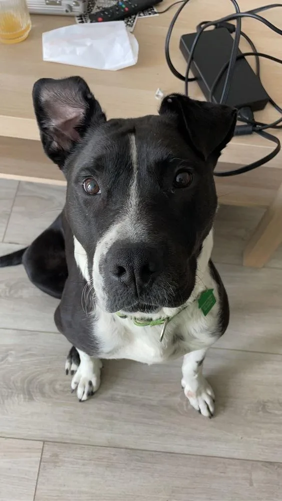 Rosemary thumbnail 3