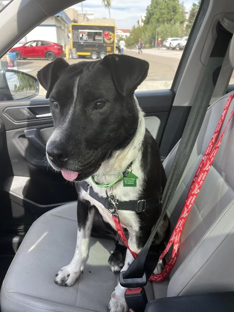 Rosemary thumbnail 4