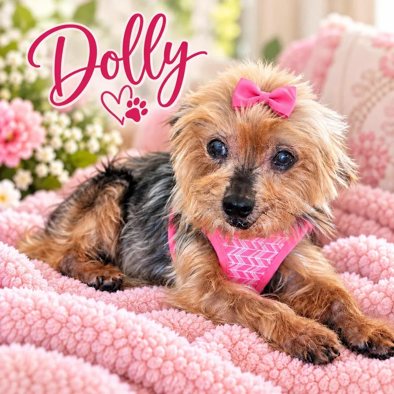 A senior small-sized female Yorkshire Terrier dog named Dolly for adoption in Miami, FL