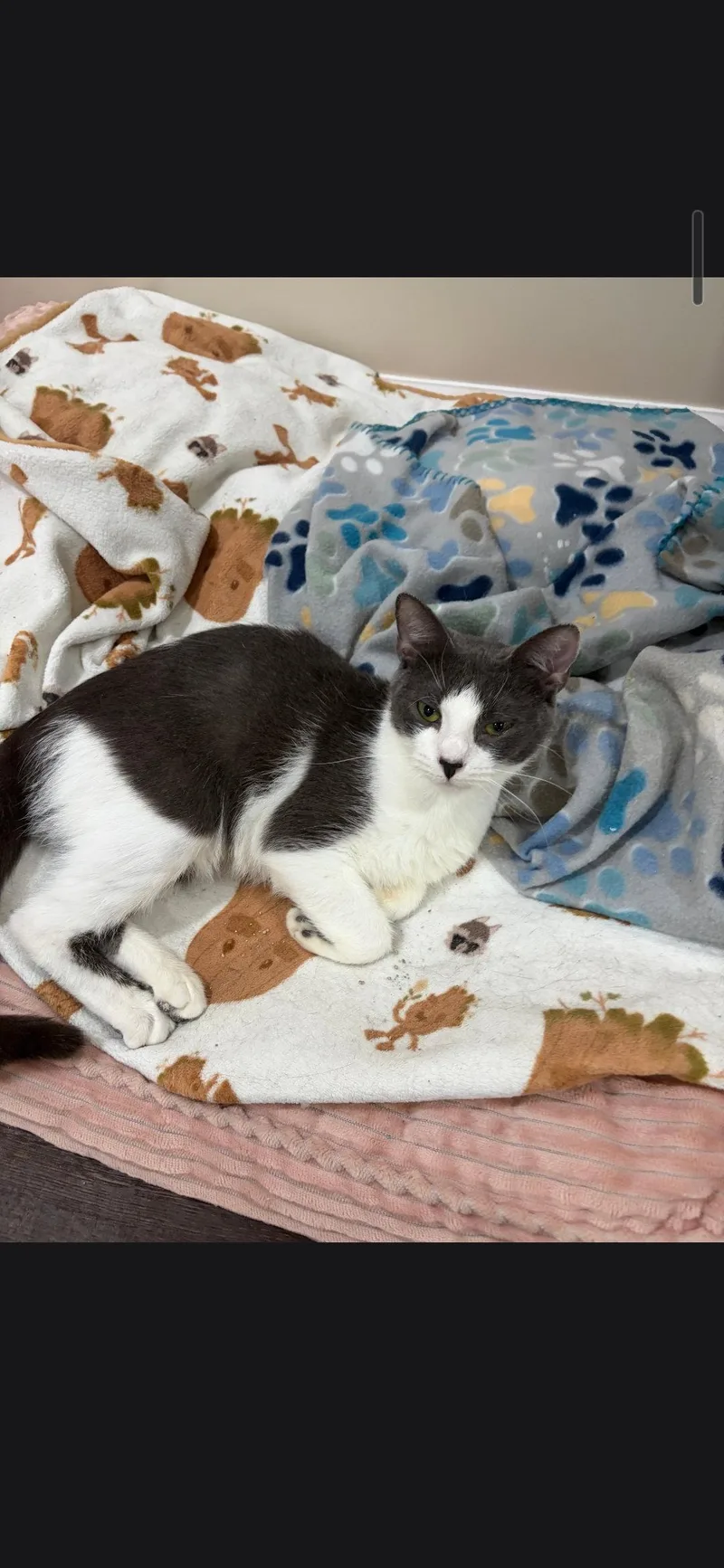 An adult small-sized female Black & White / Tuxedo Domestic Short Hair cat named Cannoli for adoption in Harrisburg, PA